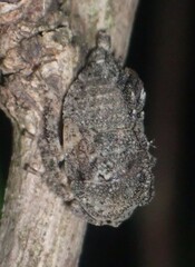 Telamonini