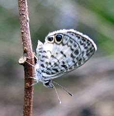 Leptotes cassius theonus