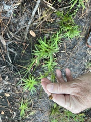 Rhynchospora ciliaris