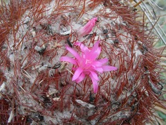 Melocactus caroli-linnaei