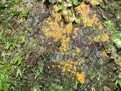 Arachnocampa luminosa