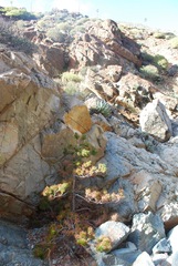 Pinus radiata binata