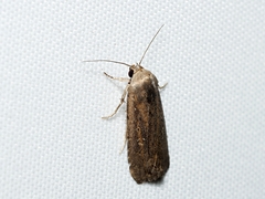 Athetis tenuis