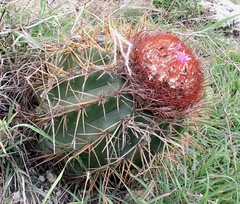 Melocactus caroli-linnaei