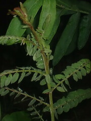 Amorpha canescens