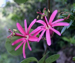 Passiflora tacsonioides