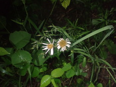Erigeron pulchellus