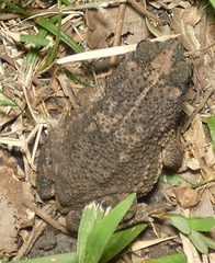Rhinella granulosa