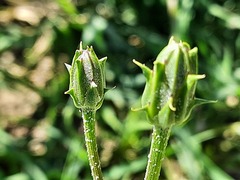 Scorzonera laciniata