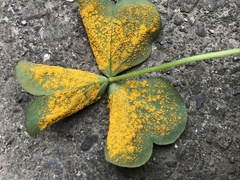 Puccinia oxalidis