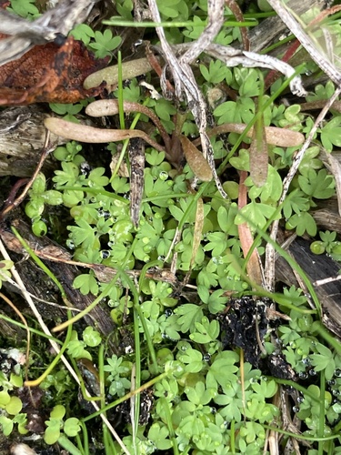 Alchemilla arvensis iNat (3)