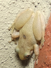 Scinax x-signatus