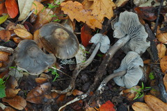 Tephrocybe rancida