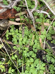 Alchemilla arvensis