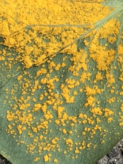 Puccinia oxalidis