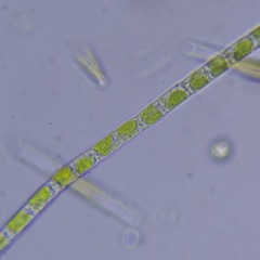 Klebsormidium
