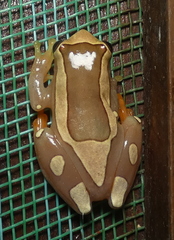 Dendropsophus elegans