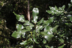 Stenocarpus sinuatus