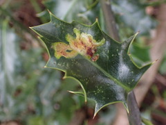 Phytomyza ilicis