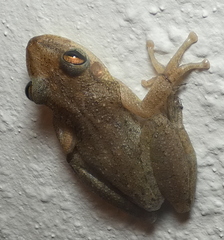 Scinax x-signatus