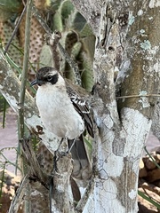 Mimus parvulus parvulus