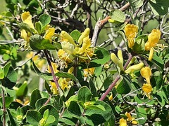 Lonicera iberica