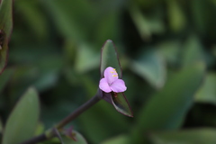 Tradescantia