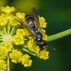 Symmorphus canadensis