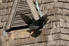 Columba livia domestica