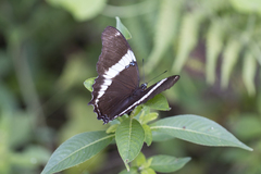 Siproeta epaphus trayja