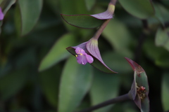 Tradescantia