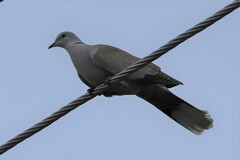 Streptopelia decaocto