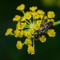 Symmorphus canadensis