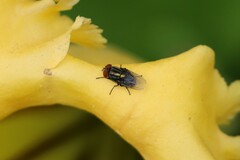 Diptera