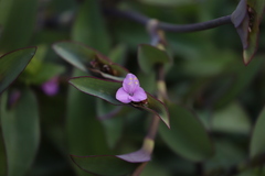 Tradescantia