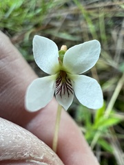 Viola vittata