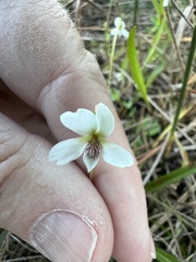 Viola vittata
