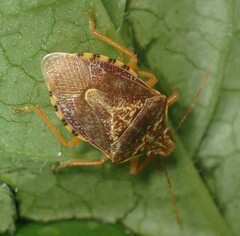 Podisus placidus