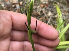 Orthoceras