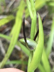 Orthoceras
