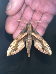 Xylophanes ceratomioides