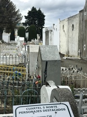 Zonotrichia capensis chilensis