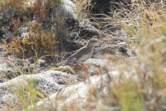 Anthus novaeseelandiae