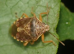 Podisus placidus