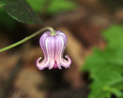 Clematis pitcheri