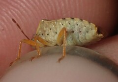 Podisus placidus