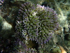 Acropora