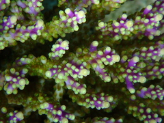 Acropora
