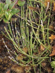 Equisetum bogotense