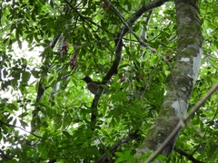 Turdus albicollis